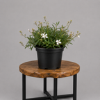 Gaura / Butterfly Bush | Guvies