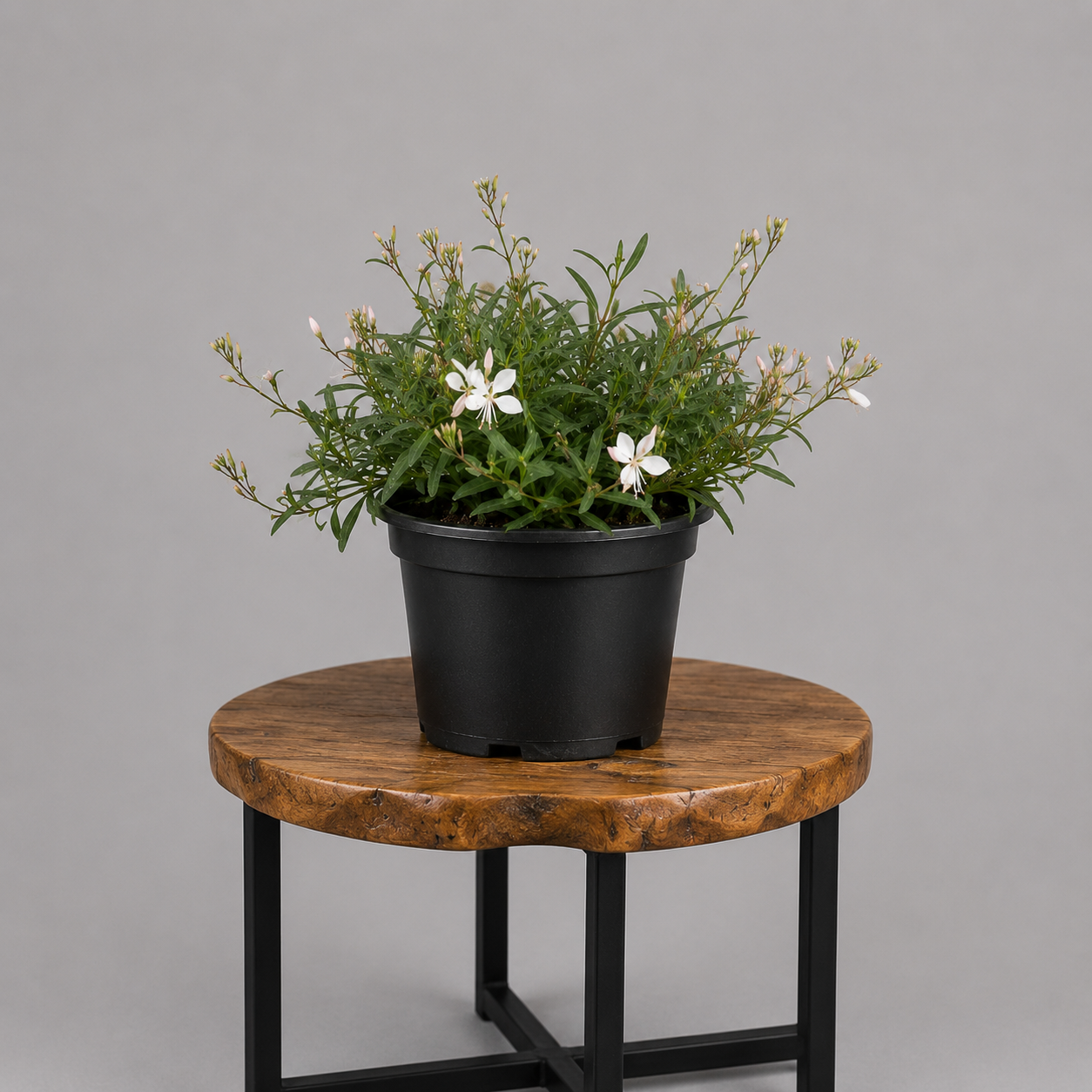 Gaura / Butterfly Bush | Guvies