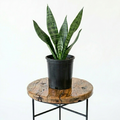 Snake Plant | Guvies