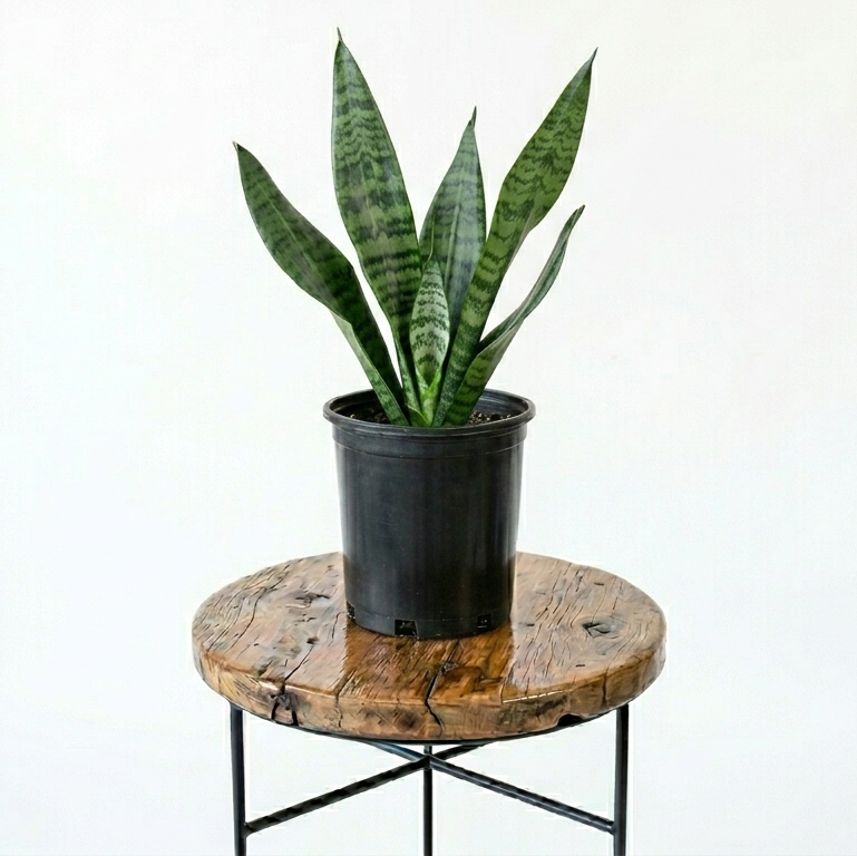 Snake Plant | Guvies