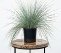 Natal Grass | Guvies
