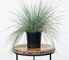 Natal Grass | Guvies