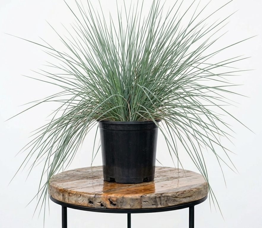 Natal Grass | Guvies
