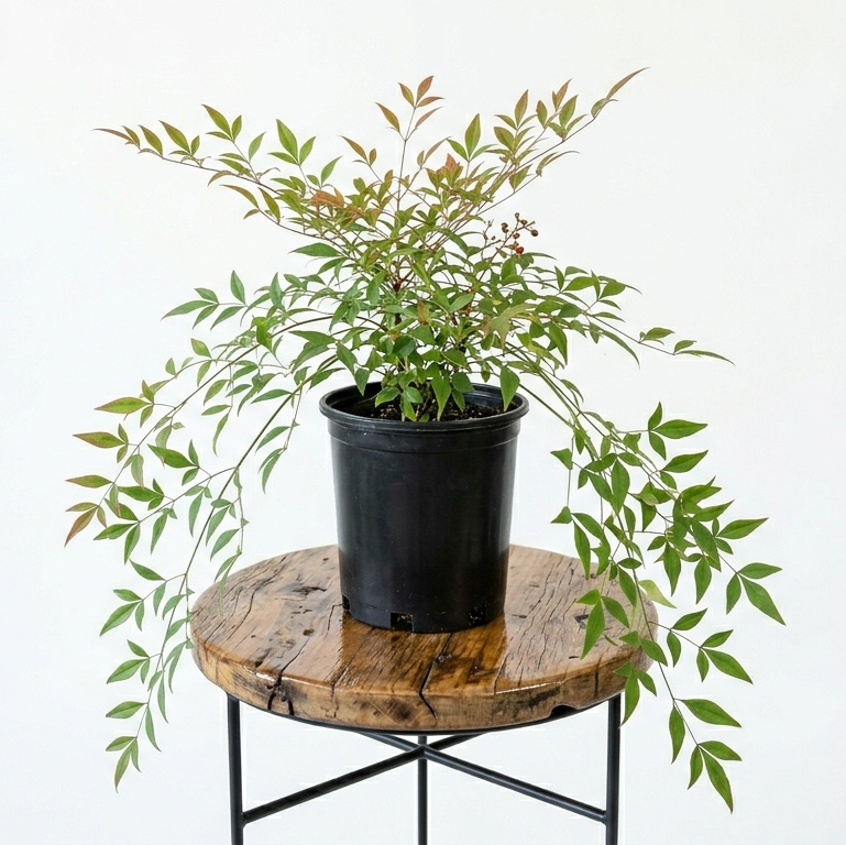 Heavenly Bamboo | Guvies