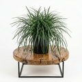 Mondo Grass | Guvies