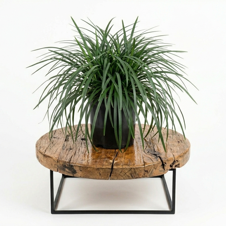 Mondo Grass | Guvies