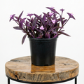 Purple Heart | Guvies