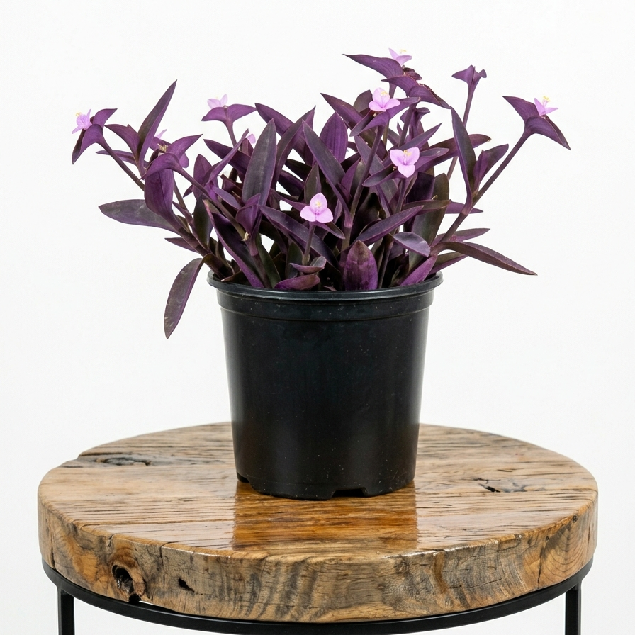 Purple Heart | Guvies