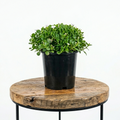 Falkia Repens | Guvies