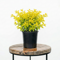 Duranta ‘Sheena’s Gold’ | Guvies