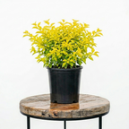 Duranta ‘Sheena’s Gold’ | Guvies