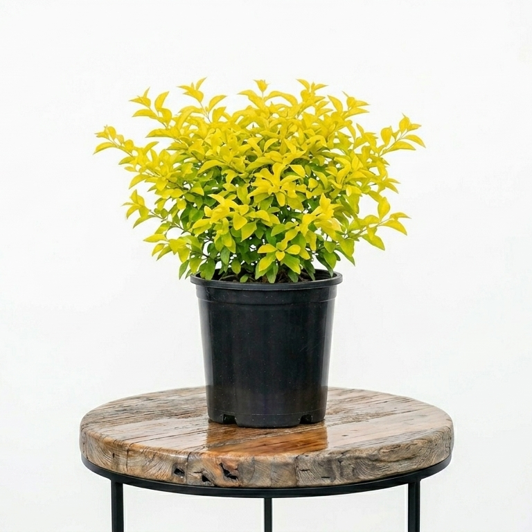 Duranta ‘Sheena’s Gold’ | Guvies