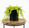 Creeping Jenny | Guvies