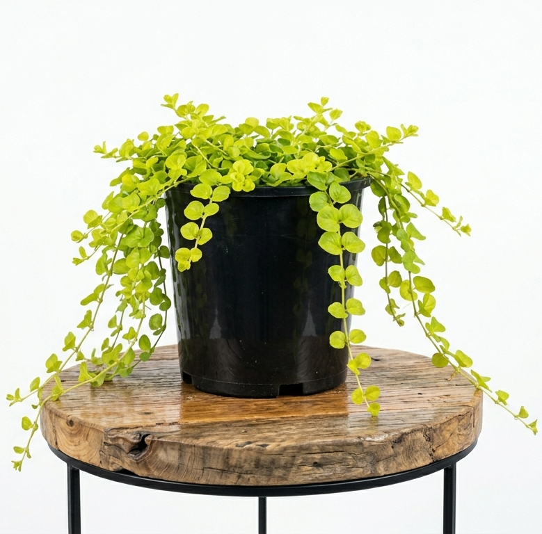 Creeping Jenny | Guvies