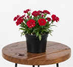 Dianthus | Guvies