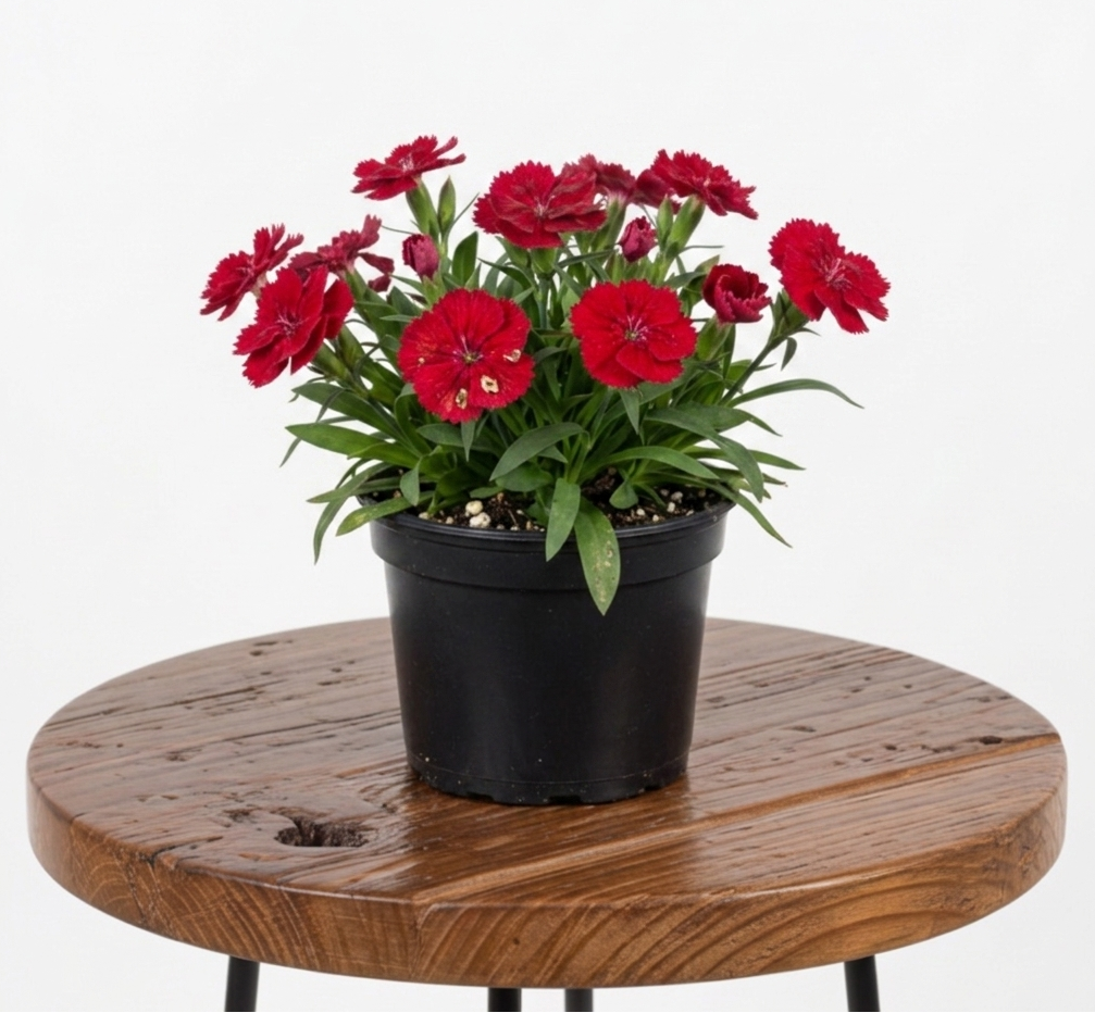 Dianthus | Guvies