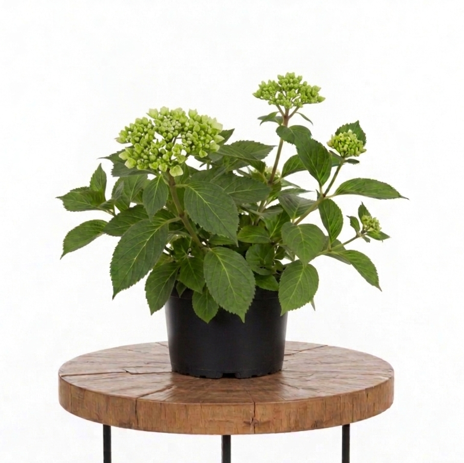Hydrangea | Guvies