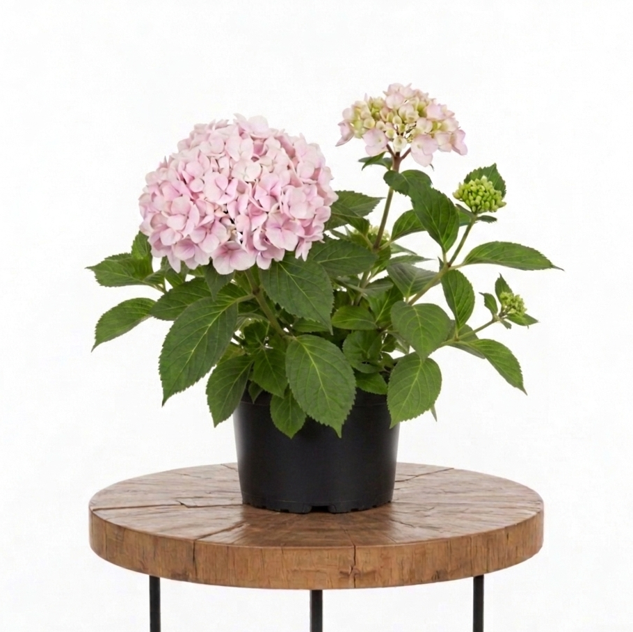 Hydrangea | Guvies