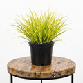 Acorus Gold | Guvies