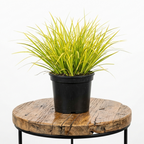 Acorus Gold | Guvies