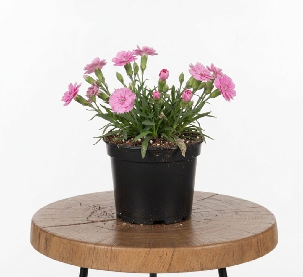 Dianthus | Guvies