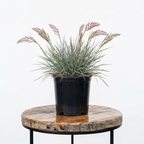 Natal Grass | Guvies