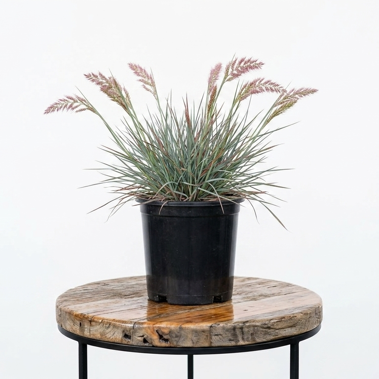 Natal Grass | Guvies