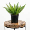 Foxtail Fern | Guvies