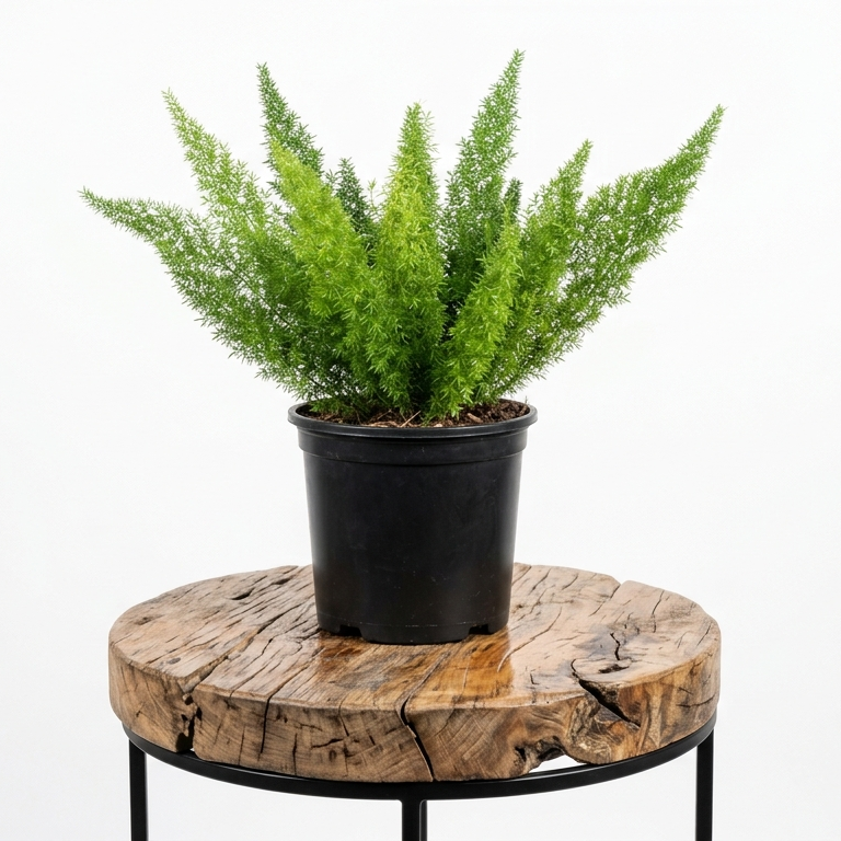 Foxtail Fern | Guvies