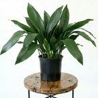 Cast Iron Plant | Guvies