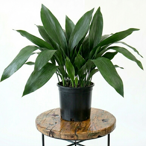 Cast Iron Plant | Guvies