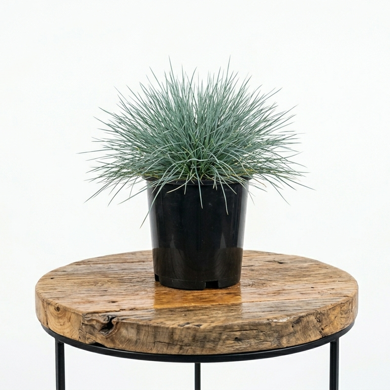Blue Fescue | Guvies