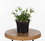 Dianthus | Guvies