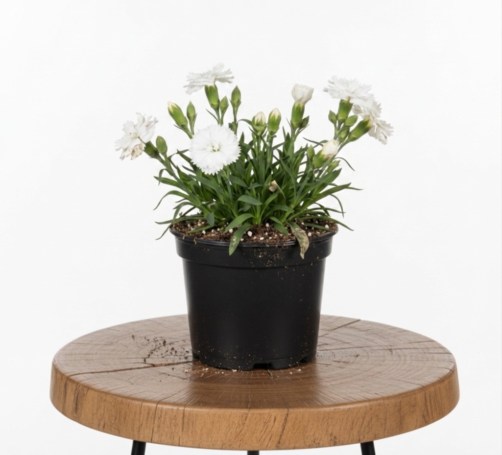 Dianthus | Guvies
