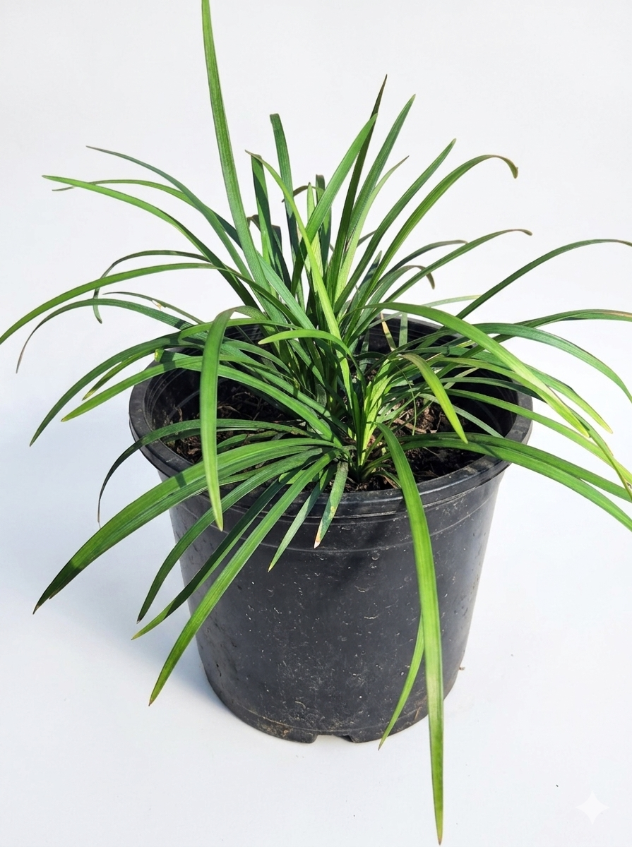 Mondo Grass | Guvies