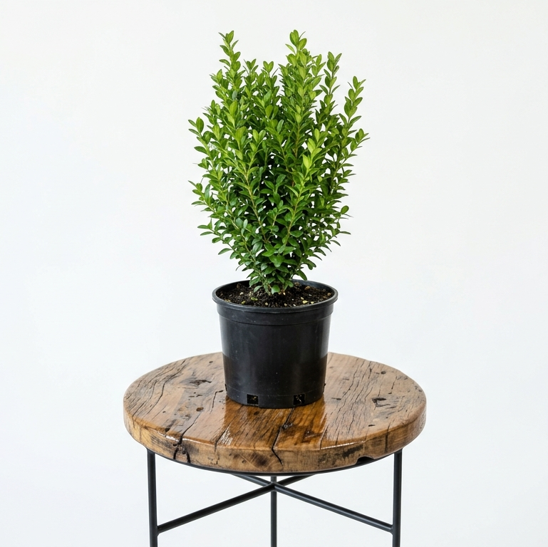 Buxus Sempervirens | Guvies