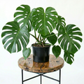 Monstera Deliciosa | Guvies