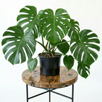 Monstera Deliciosa | Guvies
