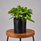 Hydrangea | Guvies
