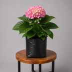 Hydrangea | Guvies
