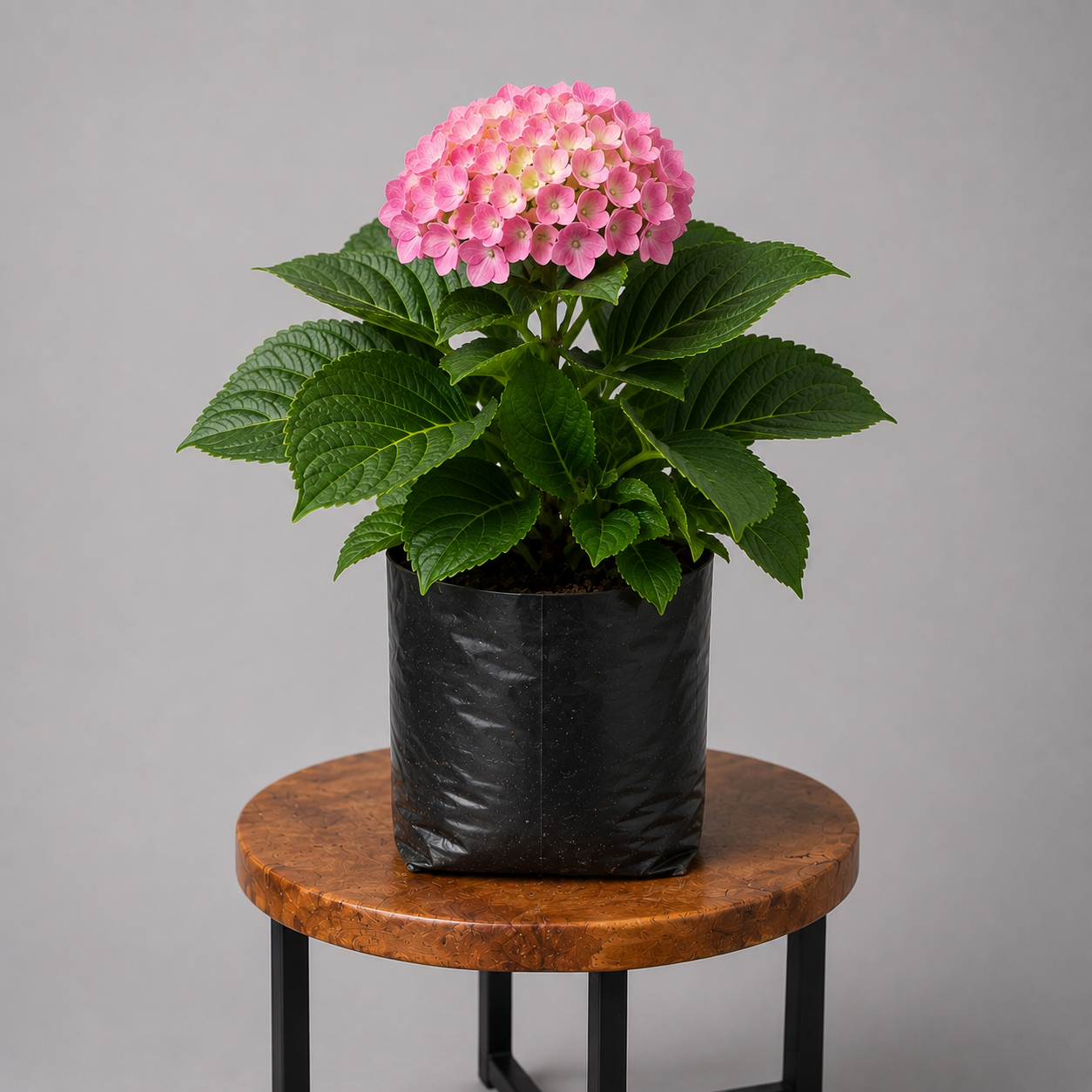 Hydrangea | Guvies