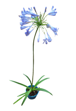 Load image into Gallery viewer, Agapanthus (4 litres)
