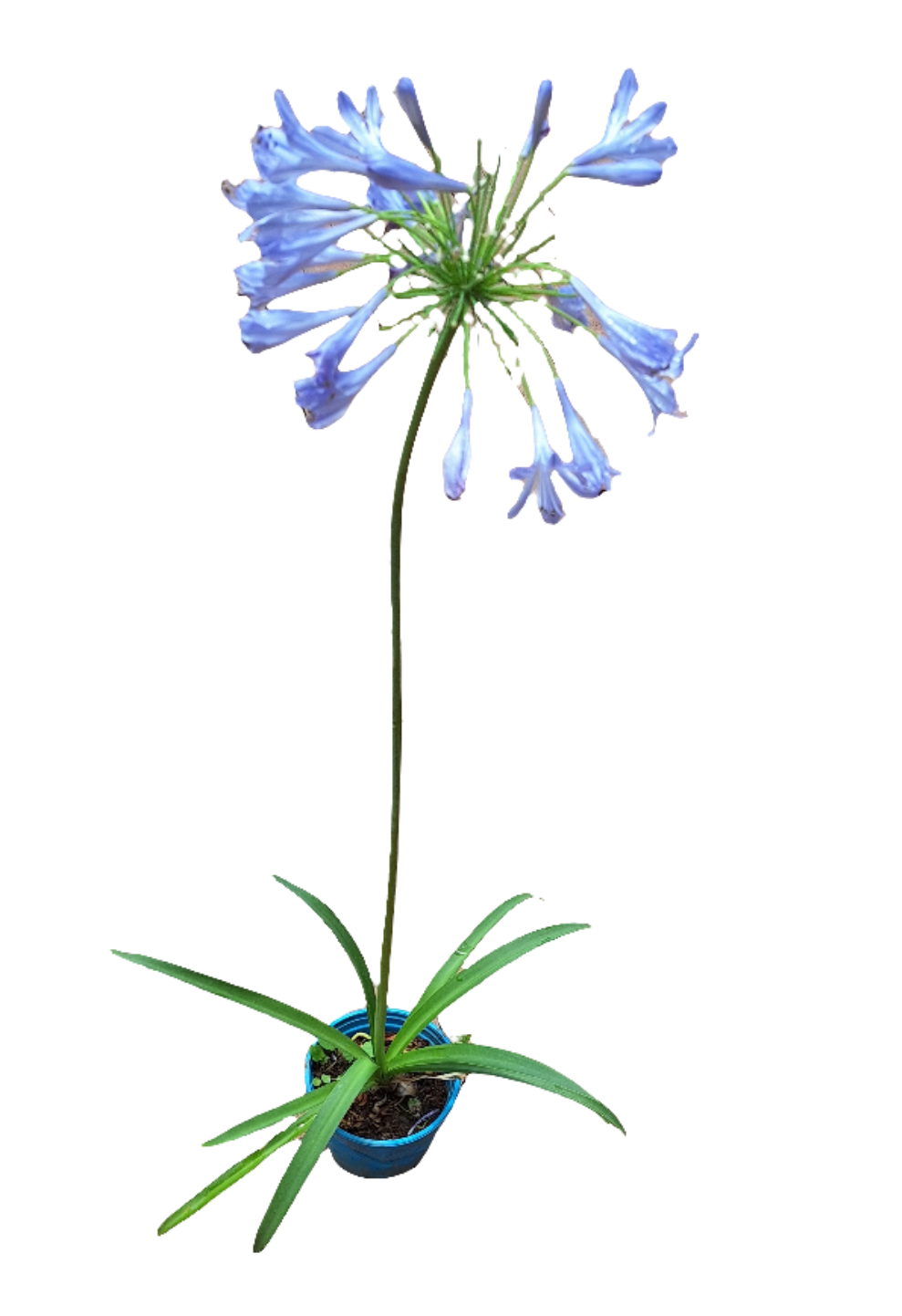 Agapanthus (4 litres)
