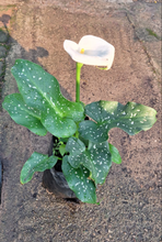 Load image into Gallery viewer, Guvies.co.za zantedeschia 4 litres

