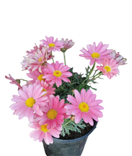 Load image into Gallery viewer, Argyranthemum Madeira (15 cm pot)
