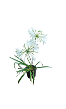 Load image into Gallery viewer, Agapanthus (4 litres)
