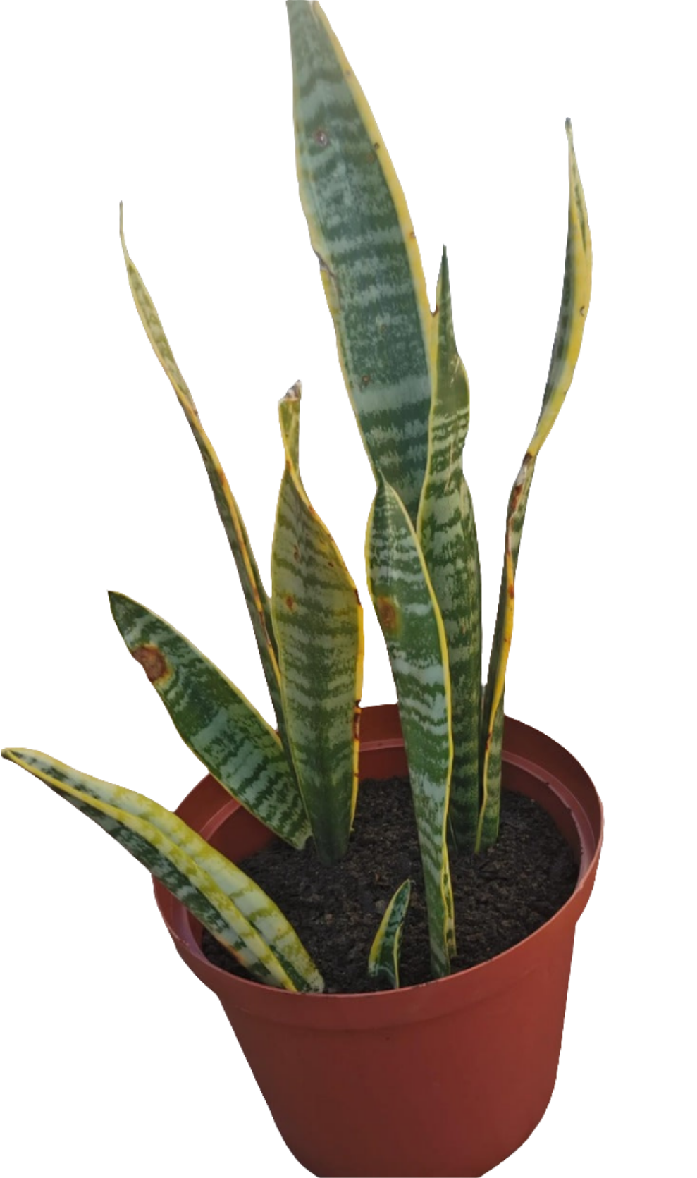 Sansevieria trifasciata (Snake Plant) (4 litre bag)