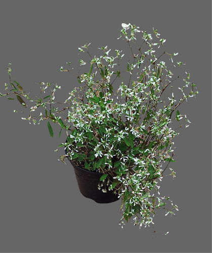 Diamond frost guvies.co.za