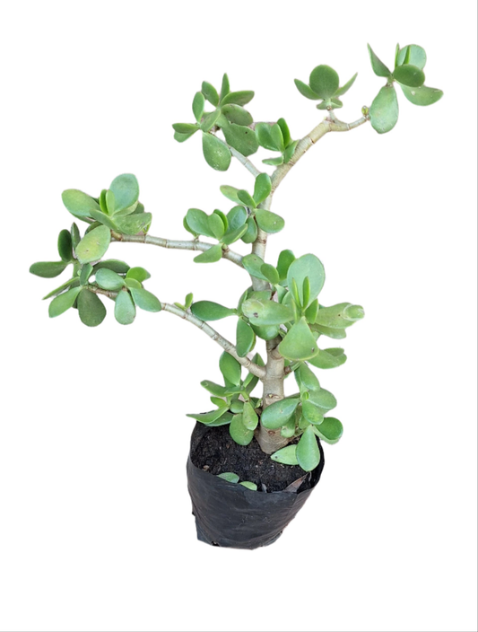 Jade Plant (Crassula Ovata) (4 litres)