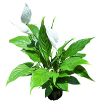 Load image into Gallery viewer, Peace Lily (15 cm)
